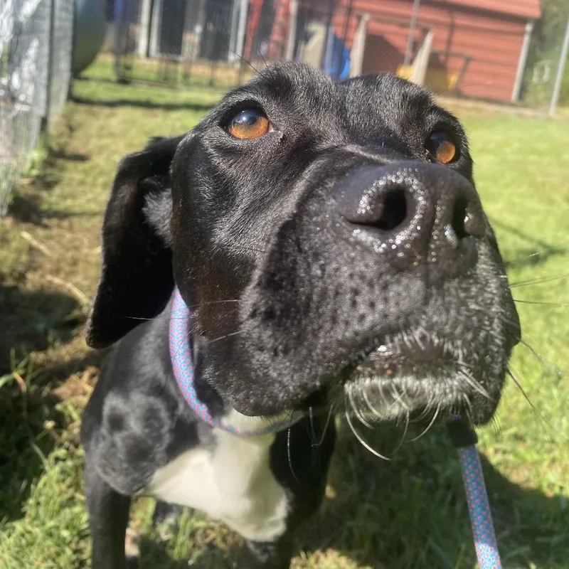 An adult medium-sized female American Staffordshire Terrier dog named Haint for adoption in Caryville, TN