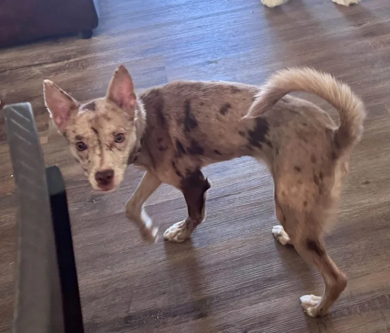 A baby small-sized female Mixed Breed dog named Lottie for adoption in Lexington, KY