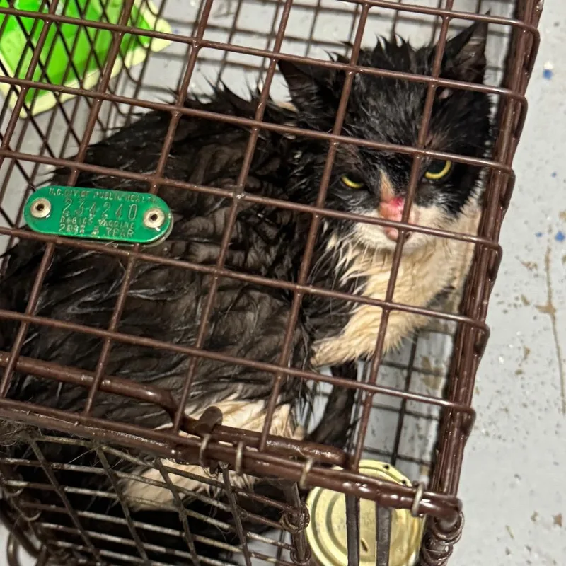 A young medium-sized female Black Domestic Short Hair cat named Valkyrie for adoption in Columbus, NC