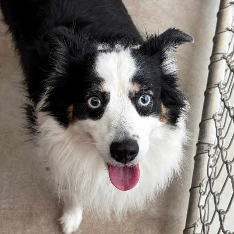 An adult small-sized female Black Australian Shepherd dog named Zelda for adoption in Santa Barbara, CA