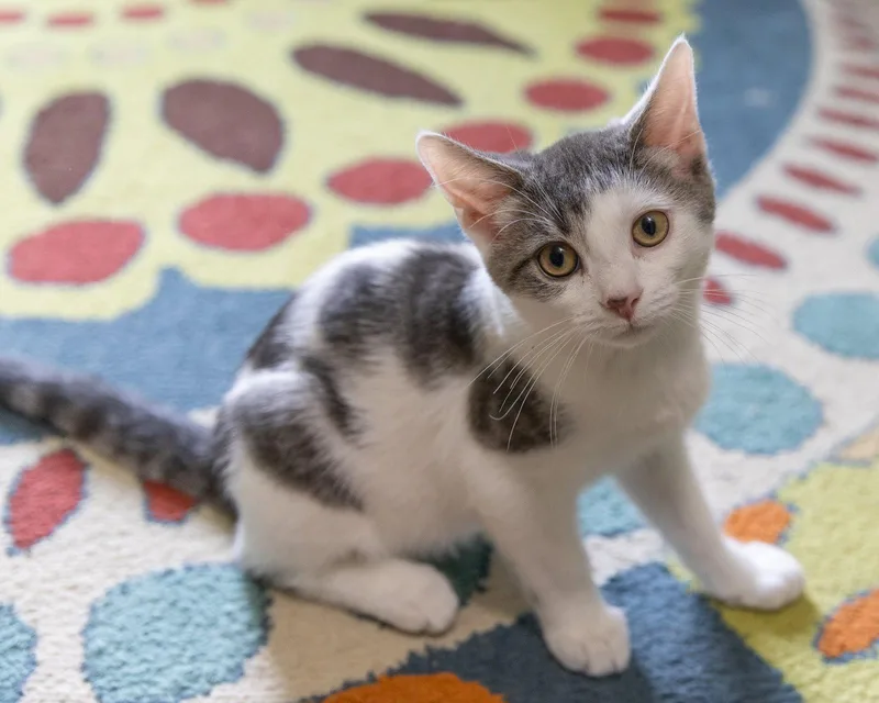 A baby medium-sized male Gray & White Domestic Short Hair cat named Harry for adoption in Reston, VA