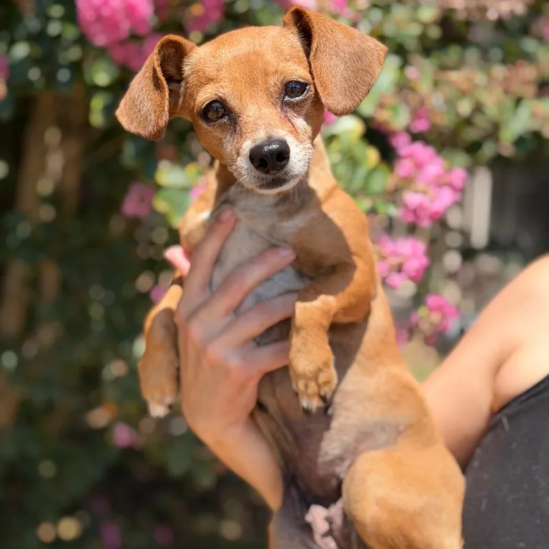 A senior small-sized female Red / Chestnut / Orange Chihuahua dog named Squirt for adoption in Fort Smith, AR