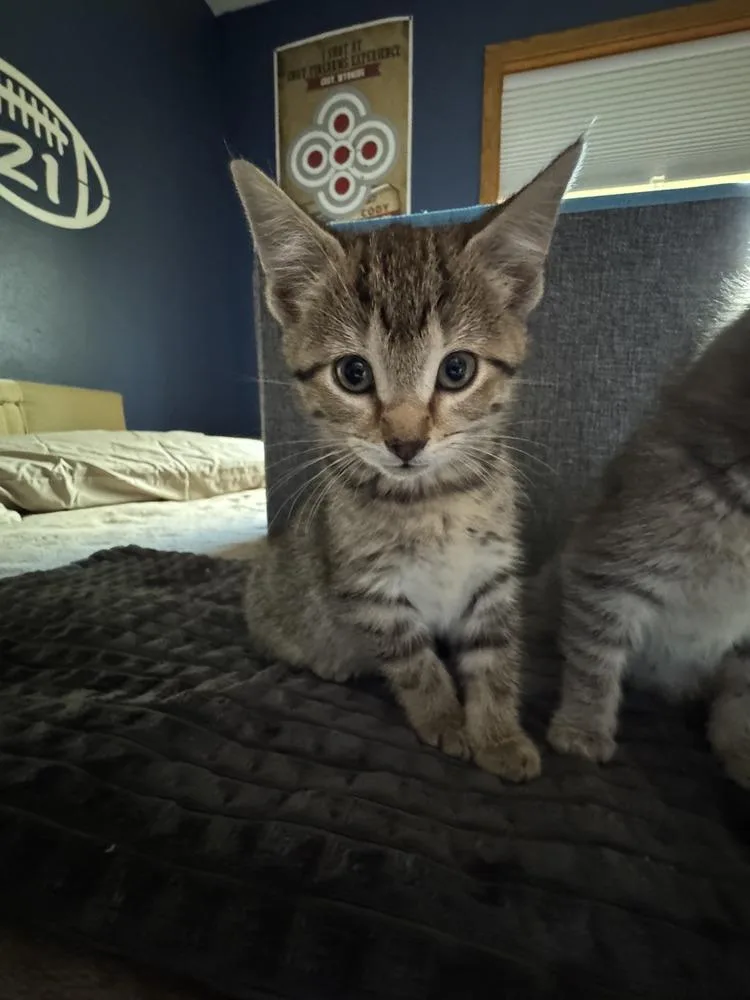 A baby small-sized female Tabby (Brown / Chocolate) Domestic Short Hair cat named Maleficent for adoption in Westfield, WI