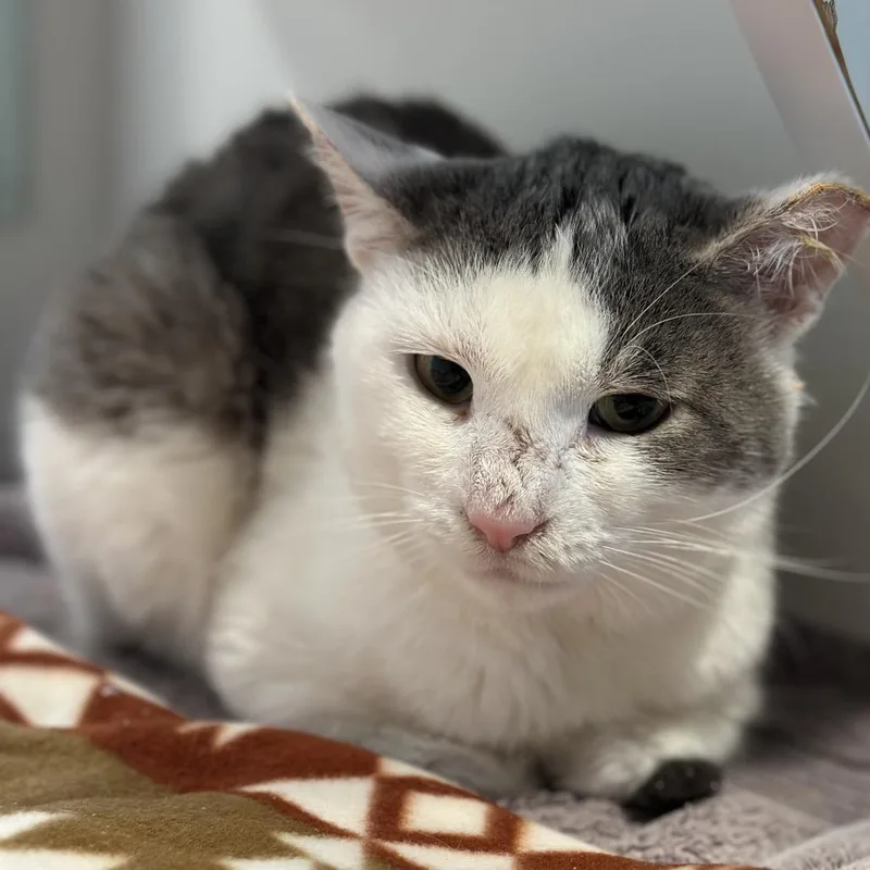 An adult medium-sized male White Domestic Short Hair cat named Church for adoption in Matteson, IL