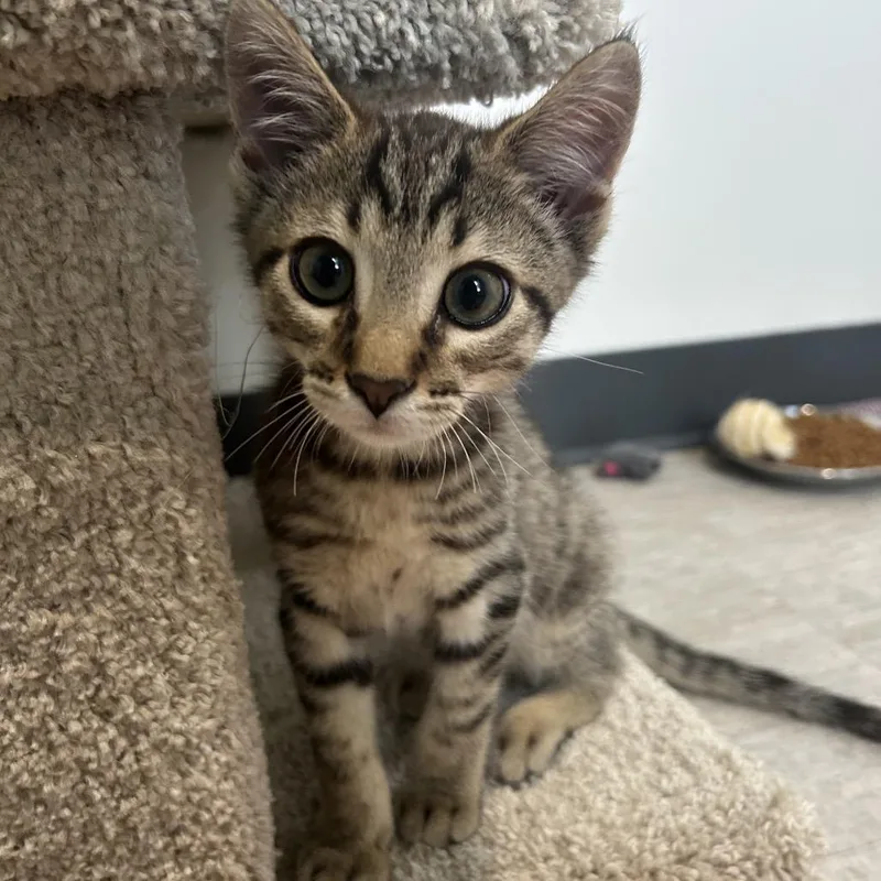 A baby small-sized male Brown / Chocolate Domestic Short Hair cat named Dash for adoption in Muncie, IN