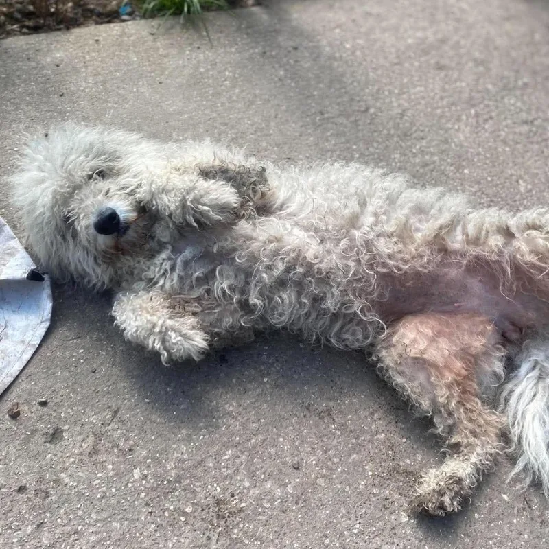An adult medium-sized female White / Cream Mixed Breed dog named Brandy for adoption in Huntington, WV