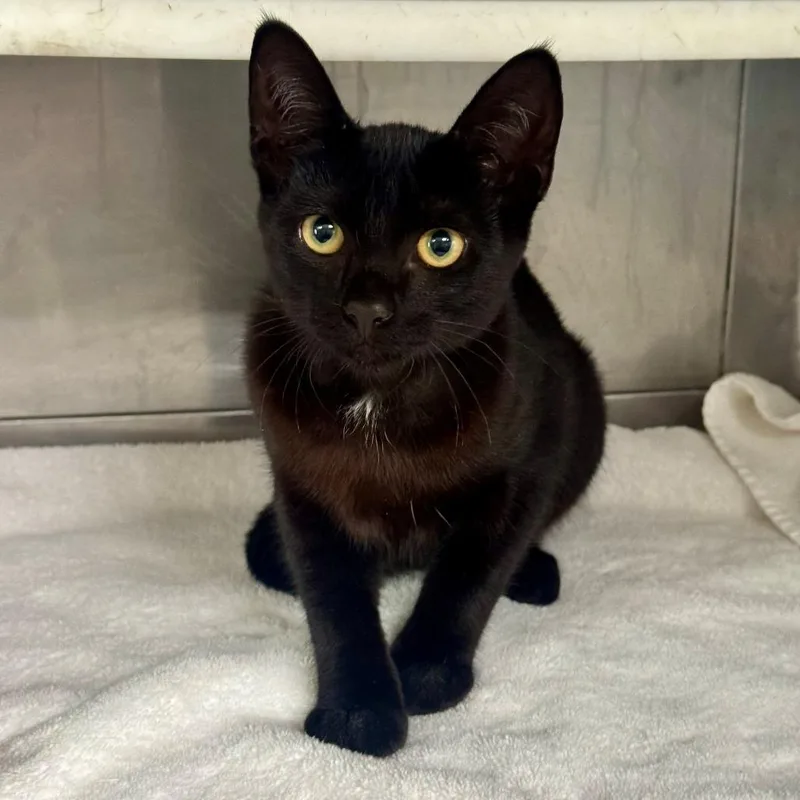 A baby small-sized female Black Domestic Short Hair cat named Superstar for adoption in Hawthorne, CA