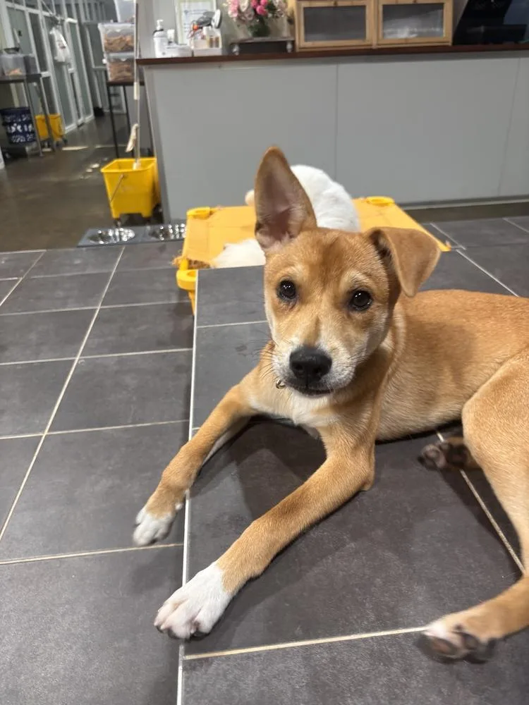 A baby small-sized male Jindo dog named Conan for adoption in Long Island City, NY