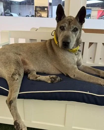 A senior large-sized male Mixed Breed dog named SC Pedro for adoption in North Miami Beach, FL