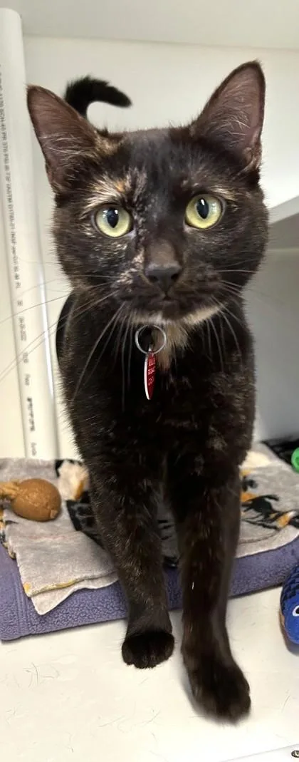 An adult medium-sized female Tortoiseshell Domestic Short Hair cat named Strudel for adoption in Stanwood, WA