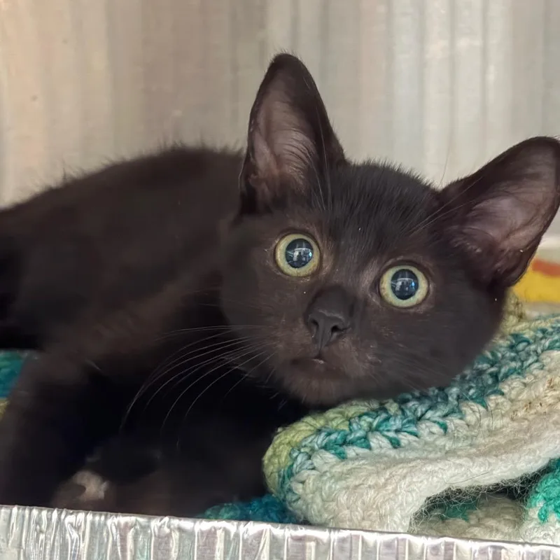 A baby small-sized female Domestic Short Hair cat named Singer for adoption in Cumming, GA