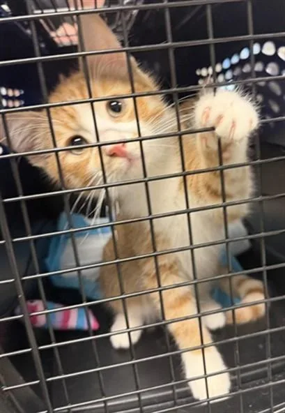 A baby small-sized male Domestic Short Hair cat named Sylvester for adoption in Oklahoma City, OK