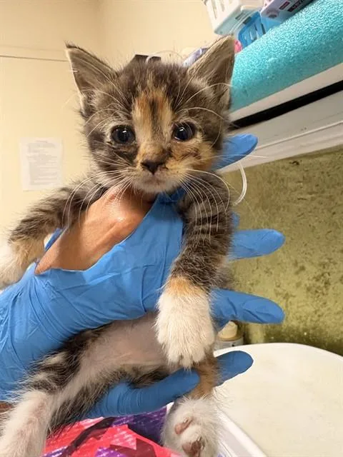 A baby small-sized female Domestic Short Hair cat named Tiny for adoption in Riverside, CA