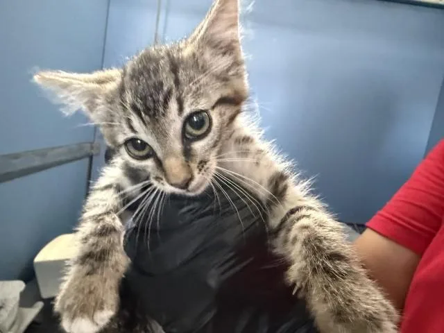 A baby small-sized male Domestic Short Hair cat named Mizar for adoption in San Bernardino, CA