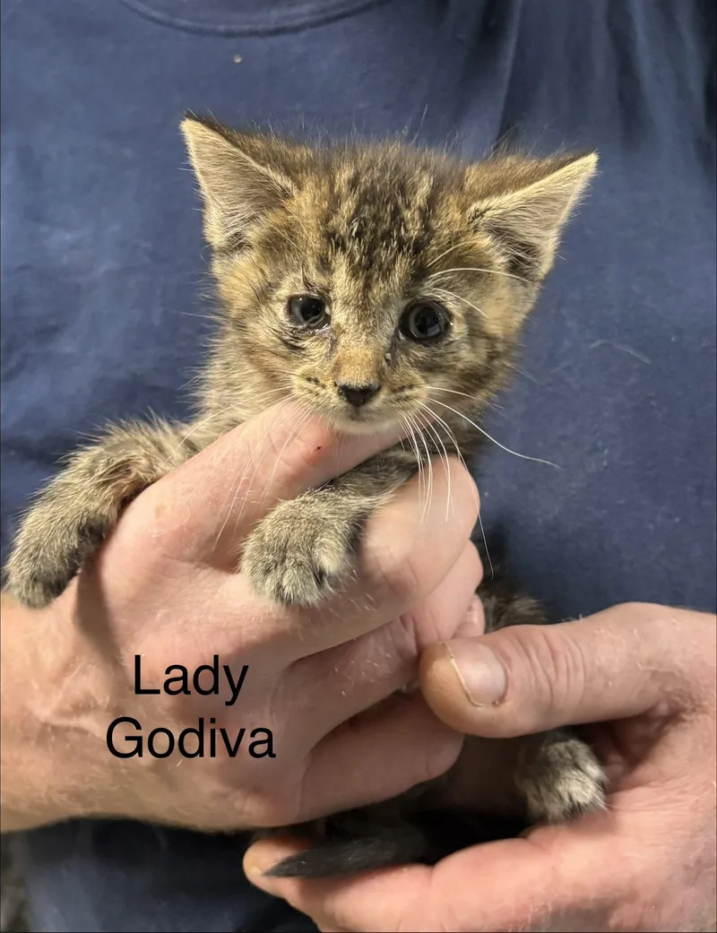 A baby medium-sized female Domestic Short Hair cat named Lady Godiva for adoption in White Bluff, TN