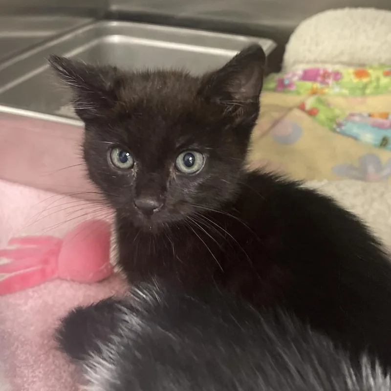 A young medium-sized male Black Domestic Short Hair cat named Zander for adoption in Peoria, IL