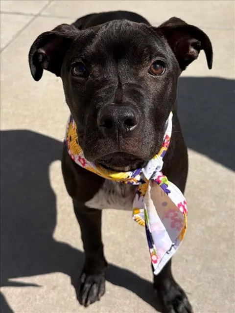 A young medium-sized male Pit Bull Terrier dog named Roberto for adoption in Tulsa, OK