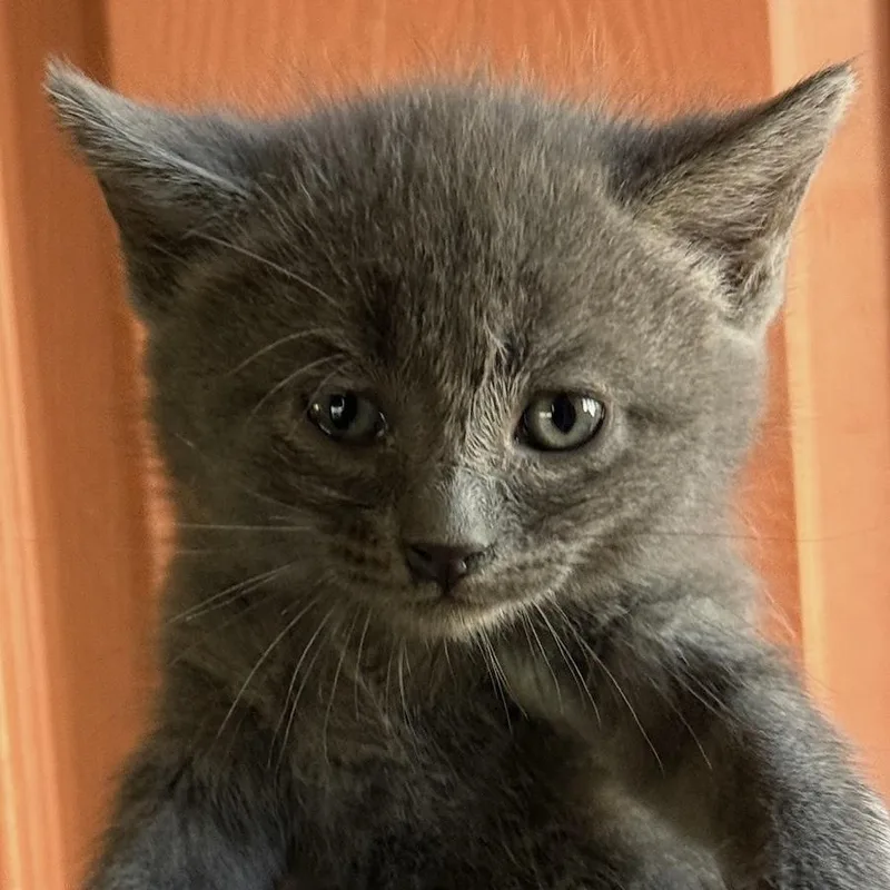 A baby medium-sized female Gray / Blue / Silver Domestic Short Hair cat named Nina for adoption in Huntington Beach, CA