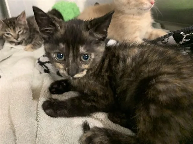 A baby small-sized female Domestic Short Hair cat named Ms.fizzle for adoption in Grand Prairie, TX