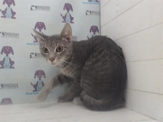 A baby small-sized female Domestic Short Hair cat named Minims for adoption in Orlando, FL