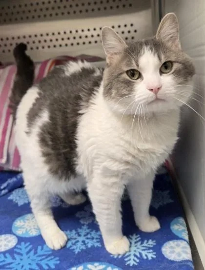 An adult large-sized male Gray / Blue / Silver Domestic Short Hair cat named Miggey for adoption in Kansas City, MO