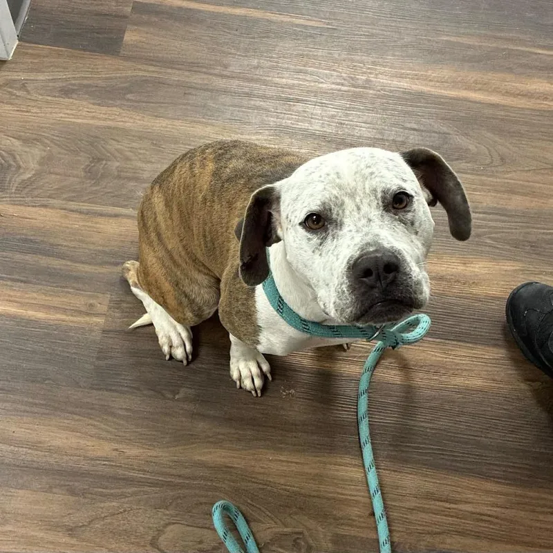 An adult medium-sized female Mixed Breed dog named Ladybug for adoption in Jeffersonville, IN