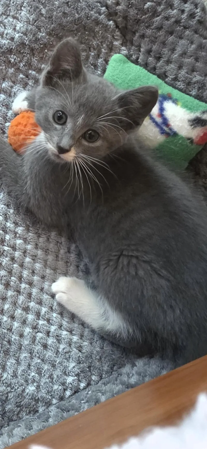 A baby large-sized male Gray & White Domestic Short Hair cat named Bernard for adoption in Medford, WI
