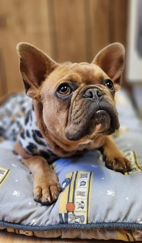 A young small-sized female French Bulldog dog named Créme Brûlée for adoption in Parlier, CA
