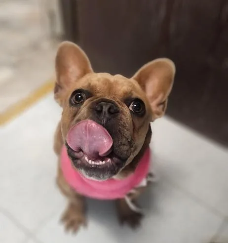 Créme Brûlée thumbnail 6