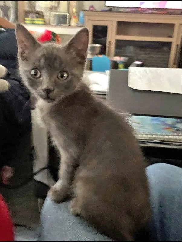 A baby medium-sized male Gray / Blue / Silver Domestic Medium Hair cat named Concrete for adoption in Pineville, LA