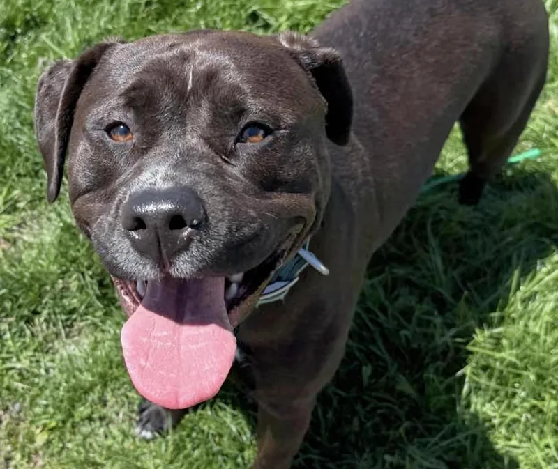 A young medium-sized female Black Labrador Retriever dog named Roxanne for adoption in Euclid, OH