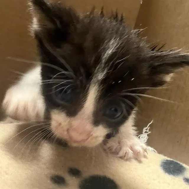A baby small-sized male Domestic Short Hair cat named Michael for adoption in Riverside, CA