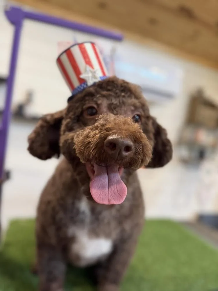 An adult medium-sized male Brown / Chocolate Goldendoodle dog named Ocho for adoption in Mooresville, NC
