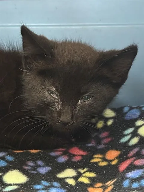 A baby small-sized male Domestic Medium Hair cat named Hamish for adoption in Sacramento, CA