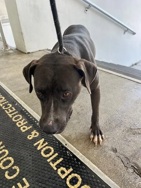 Nina