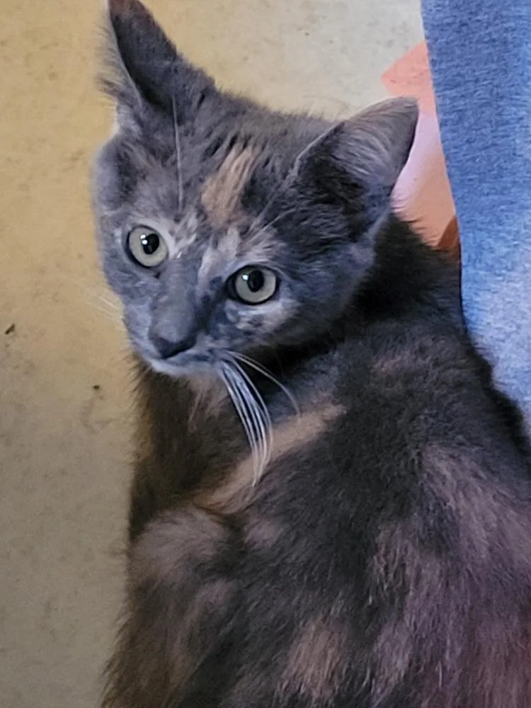 A baby small-sized female Domestic Short Hair cat named Marble for adoption in Salisbury, NC