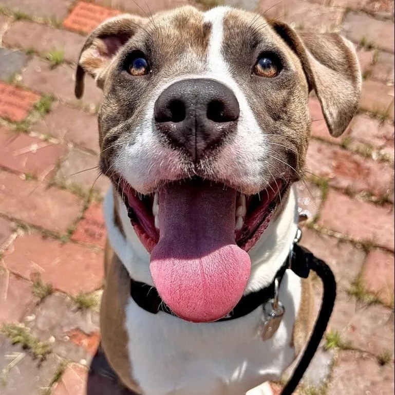An adult medium-sized male Mixed Breed dog named Cash for adoption in Kennebunk, ME