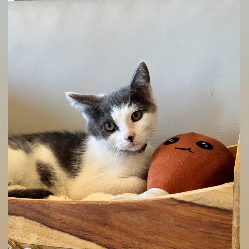 A young medium-sized male Gray & White Domestic Short Hair cat named Chicken Nugget for adoption in Syosset, NY