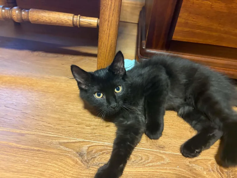 A young medium-sized male Black Domestic Medium Hair cat named Coleslaw for adoption in Belchertown, MA