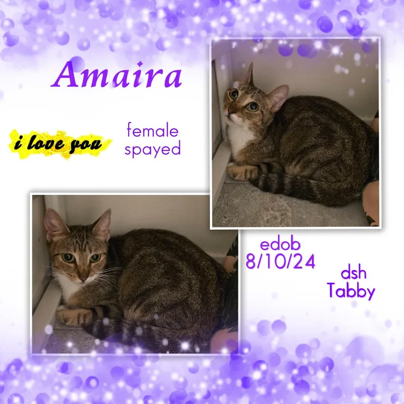 An adult medium-sized female Tabby (Brown / Chocolate) Domestic Short Hair cat named Amaira Ort for adoption in Missouri City, TX