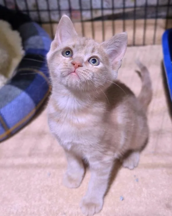A baby small-sized female Domestic Short Hair cat named Amber for adoption in Novato, CA