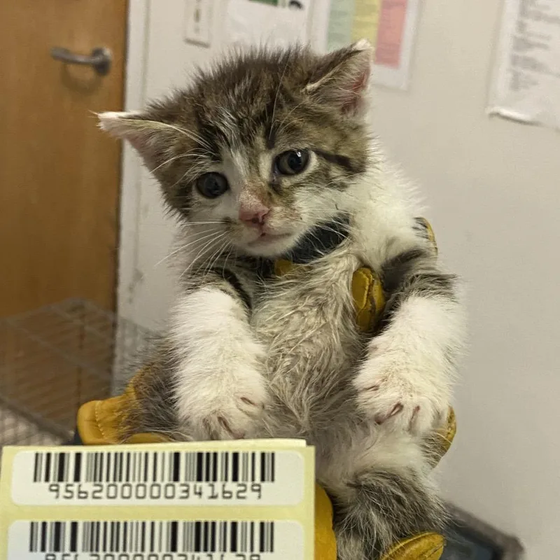 A baby small-sized male Domestic Short Hair cat named Red Potato for adoption in Charleston, WV