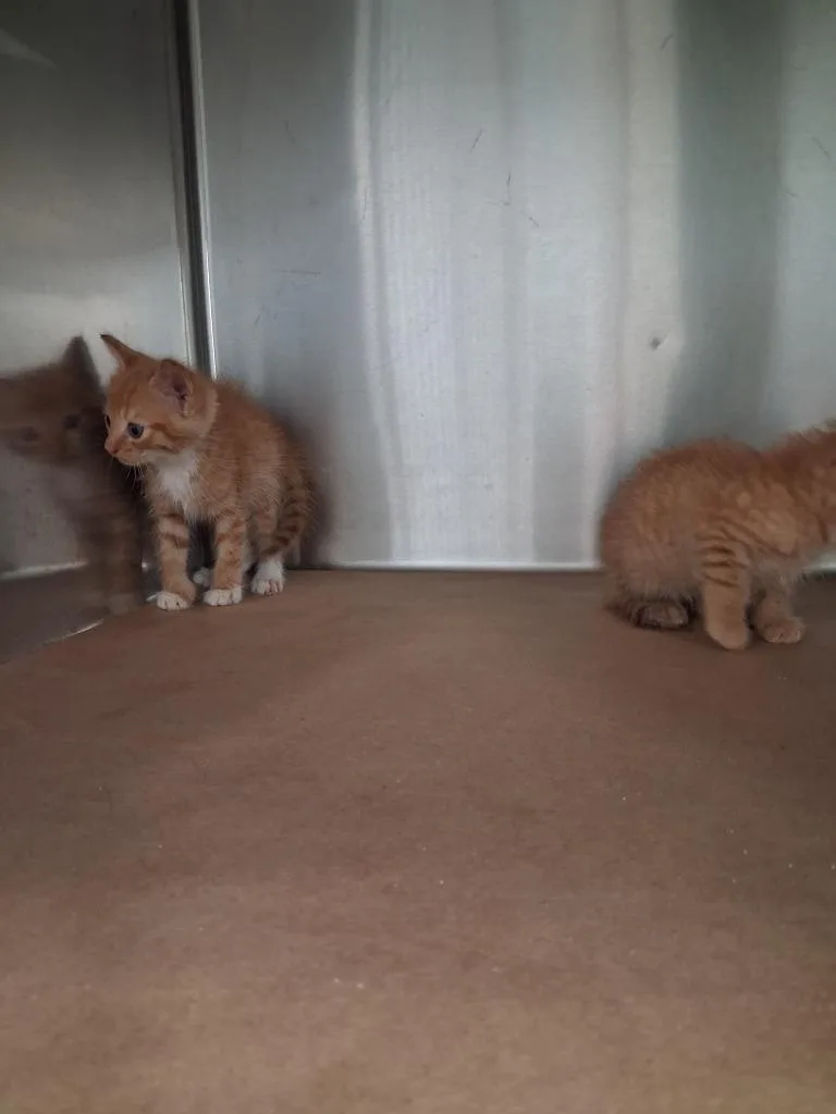 A baby large-sized male Domestic Short Hair cat named Burger for adoption in Cartersville , GA