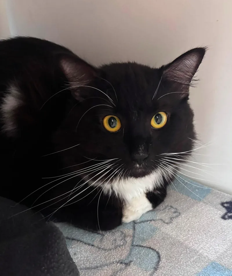 A young medium-sized male Domestic Medium Hair cat named Esfuerzo for adoption in Manassas, VA