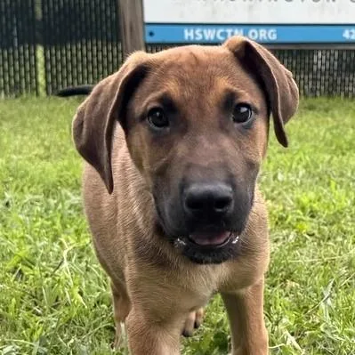 A baby small-sized male Brown / Chocolate German Shepherd Dog dog named Strudel for adoption in Johnson City, TN