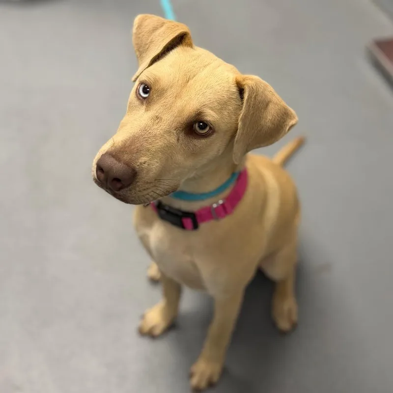 A young medium-sized female Yellow / Tan / Blond / Fawn Mixed Breed dog named Jelly Bean for adoption in Sarasota, FL