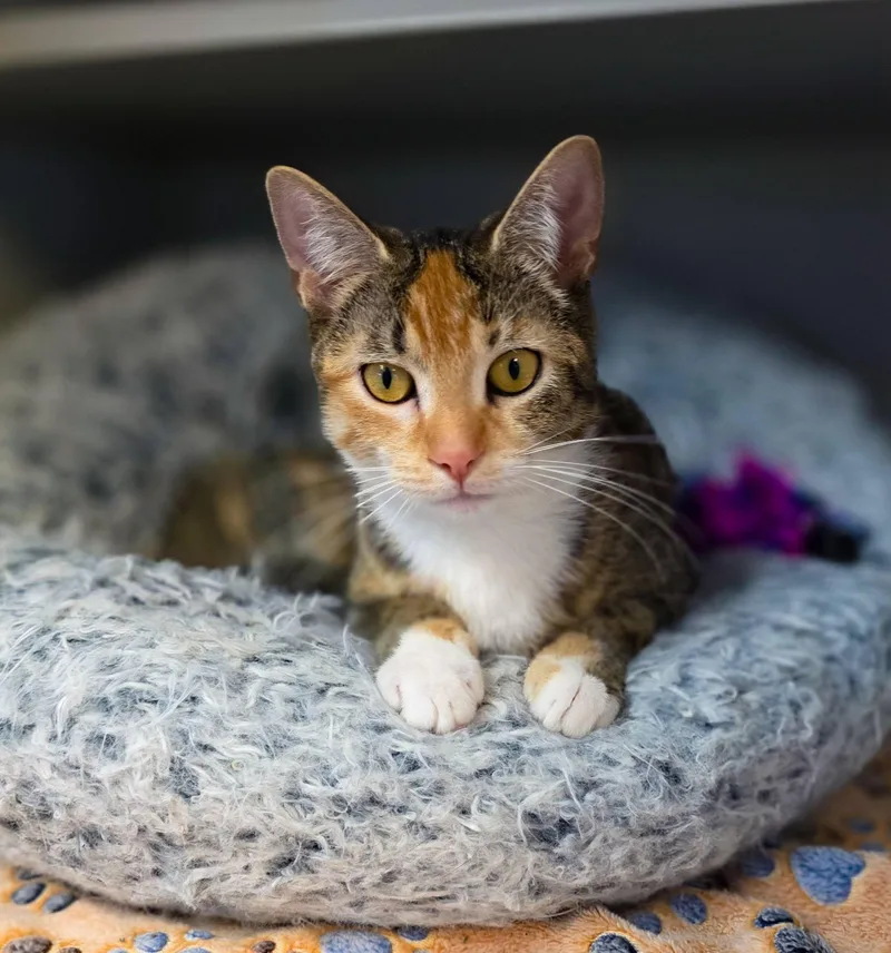 A young medium-sized female Calico Domestic Short Hair cat named Ember for adoption in Sterling Heights, MI