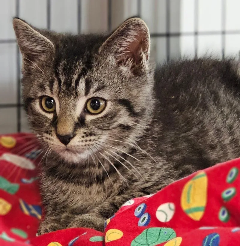 A baby small-sized female Domestic Short Hair cat named Olivia for adoption in Lovingston, VA