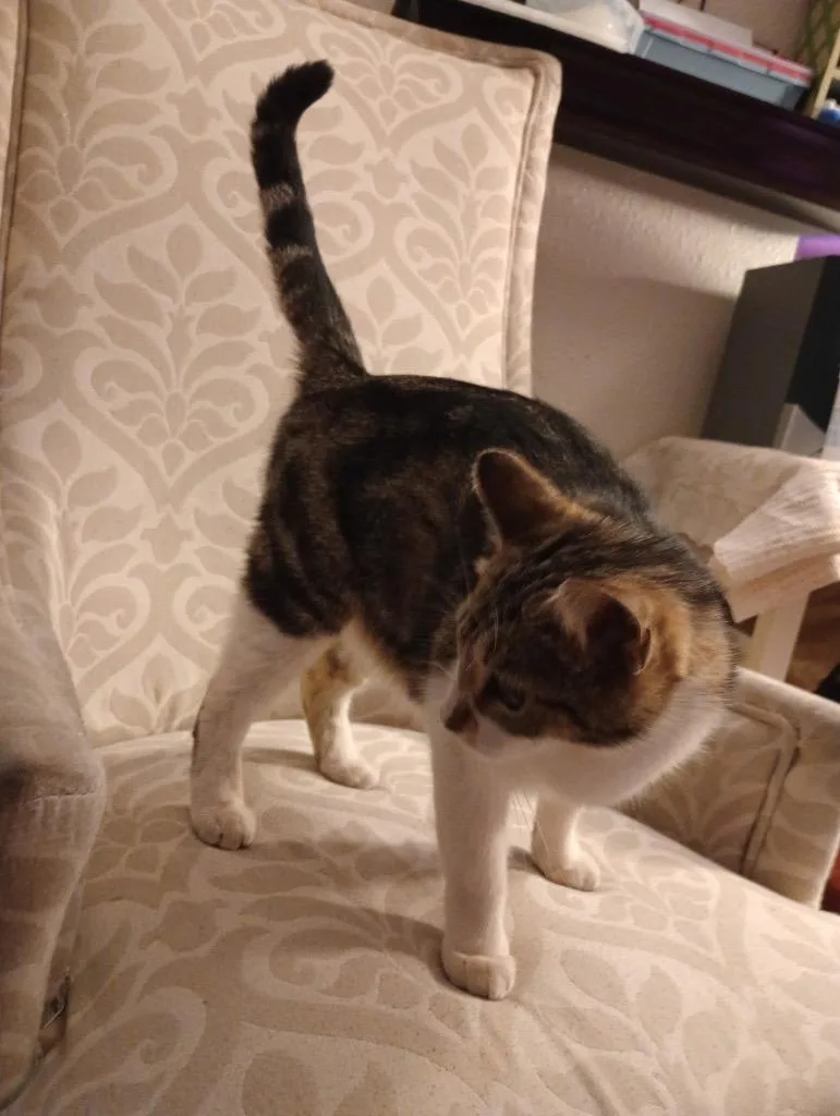 A young medium-sized female Calico cat named Sweet Girl for adoption in San Antonio, TX