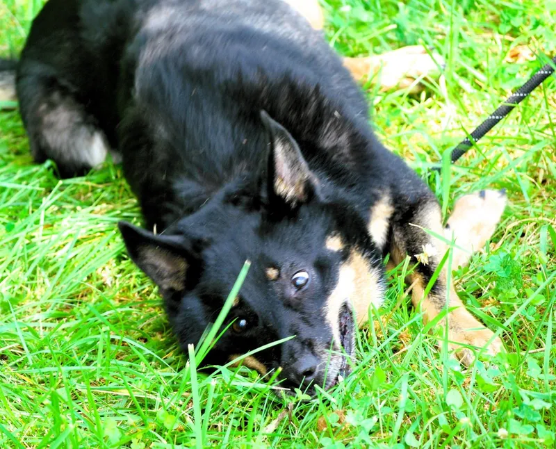 A senior medium-sized male Gray / Blue / Silver German Shepherd Dog dog named Norman for adoption in manchester, TN